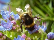 Hummel auf Madeira-Natternkopf