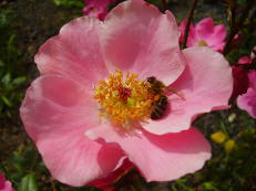 Rose im Roseiral, Madeira