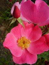 Rose im Roseiral, Madeira