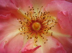 Rose im Roseiral, Madeira