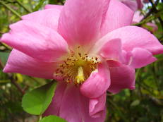 Rose im Roseiral, Madeira