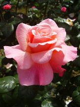 Rose im Roseiral, Madeira