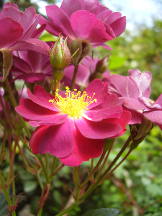 Rose im Roseiral, Madeira