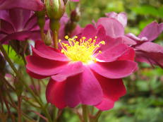 Rose im Roseiral, Madeira