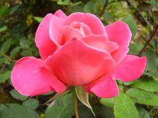 Rose im Roseiral, Madeira