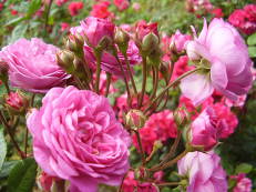 Rose im Roseiral, Madeira