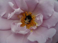 Rose im Roseiral, Madeira