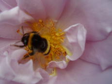 Rose im Roseiral, Madeira