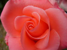 Rose im Roseiral, Madeira