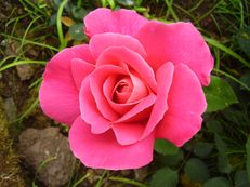 Vorschau: P4290279_Rose__Rosa_species__Roseiral_Madeira_g