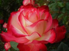 Vorschau: P4290288_Rose__Rosa_Jubile_du_Prince_de_Monaco__Roseiral_Madeira_g