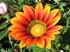 Vorschau: IMG_4515_A_R_Mittagsgold__Gazania_rigens_g