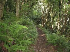 Farnwald in Funduras, Madeira