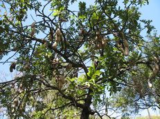 Leberwurstbaum - Kigelia africana