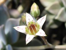 Vorschau: IMG_4712_A_Q_Punktierte_Felsenrose__Sedum_weinbergii_g
