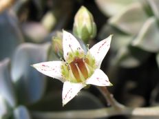 Punktierte Felsenrose - Sedum weinbergii