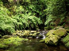 Ribeiro Bonito, Madeira