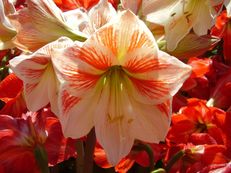 Ritterstern (Amaryllis) - Hippeastrum species