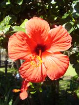 Chinesischer Roseneibisch - Hibiscus rosa-sinensis