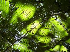 Baumfarn - Cyathea species