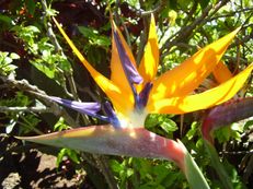 Paradiesvogelblume (Königs-Strelitzie) - Strelitzia reginae