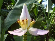 Zierbanane - Musa ornata