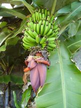 Vorschau: P4040067_Bananenfruchtstand__Musa_x_paradisiaca_g