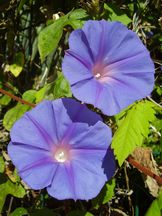 Prunkwinde - Ipomoea indica ‘Blue Morning Glory’