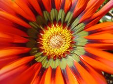 Vorschau: P4110113_Mittagsgold__Gazania_rigens_g