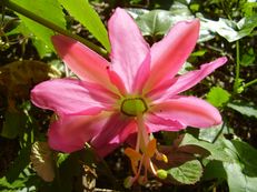 Bananen-Passionsblume - Passiflora mollissima