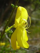 Besenginster - Cytisus scoparius