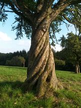 Vorschau: 20161012_162826_Birnbaum_auf_Kohlhofwiese_g