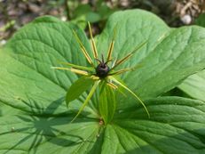 Vierblättrige Einbeere - Paris quadrifolia