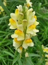 Echtes Leinkraut - Linaria vulgaris