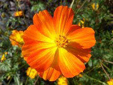 Gelbe Kosmee - Cosmos sulphureus ‘Crest Orange’