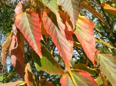 Vorschau: 20170930_112150_Davids_Schlangenhaut-Ahorn__Acer_davidii_g