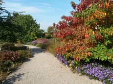 Fieberbaum im Hermannshof