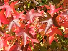 Laub des Amberbaumes - Liquidambar styraciflua