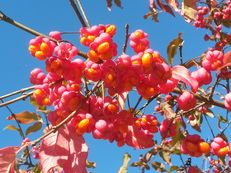 Gewöhnlicher Spindelstrauch - Euonymus europaeus