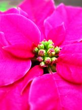 Vorschau: DSC00104_A_CC2_Weihnachtsstern__Euphorbia_pulcherrima_g