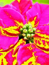 Vorschau: DSC00104_A_CC4_Weihnachtsstern__Euphorbia_pulcherrima_g