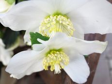 Christrosen - Helleborus niger