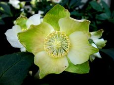 Christrose - Helleborus niger