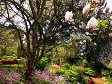 Magnolie in Palheiro Gardens