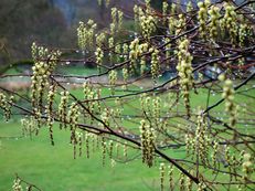 Japanische Schweifähre - Stachyurus praecox