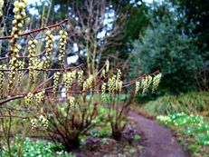 Japanische Schweifähre - Stachyurus praecox