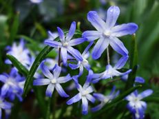 Vorschau: DSC00921_CC_A_Blaustern__Scilla_g