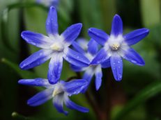 Blaustern - Scilla