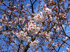 Japanische Blütenkirsche - Prunus serrulata