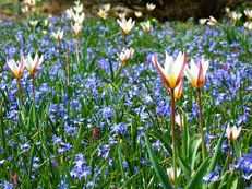 Vorschau: DSC01007_CC_R_A_Seerosen-Tulpe__Tulipa_kaufmanniana_Ice_Stick_g